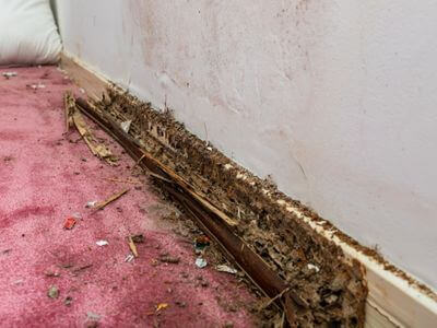 About water damage cleanup - ceiling water damage repair experts in Miami
